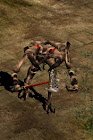 Death Cow